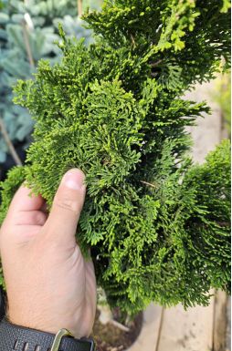 Кипарисовик тупой Грацилис на штамбе (Gracilis Pa)