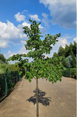 Липа мелколистная Гринспаер (Greenspire)