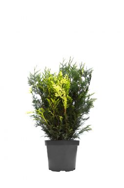 Туя западная Вудварди (Woodwordii)