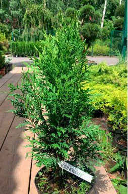 Туя западная Вудварди (Woodwordii)