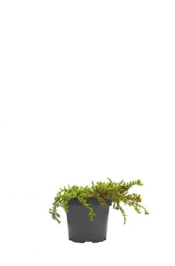 Можжевельник обыкновенный Гринмантл (Greenmantle)