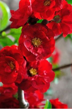 Айва японская Кримсон энд Голд (Crimson and Gold)