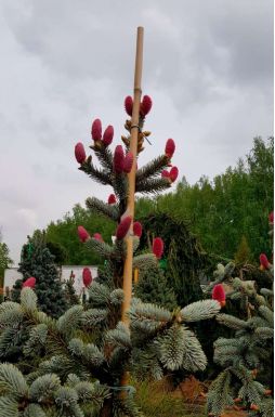 Ель колючая Хупси (Hoopsii)